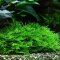 Stachelmoos Taxiphyllum spec. "Spiky", Spiky-Moos, Tropica
