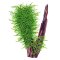 Stachelmoos Taxiphyllum spec. "Spiky", Spiky-Moos, Tropica