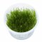 Stachelmoos Taxiphyllum spec. "Spiky", Spiky-Moos, Tropica