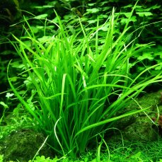 Helanthium tenellum "green" - Echinodorus tenellus "green"