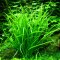 Helanthium tenellum "green" - Echinodorus tenellus "green"