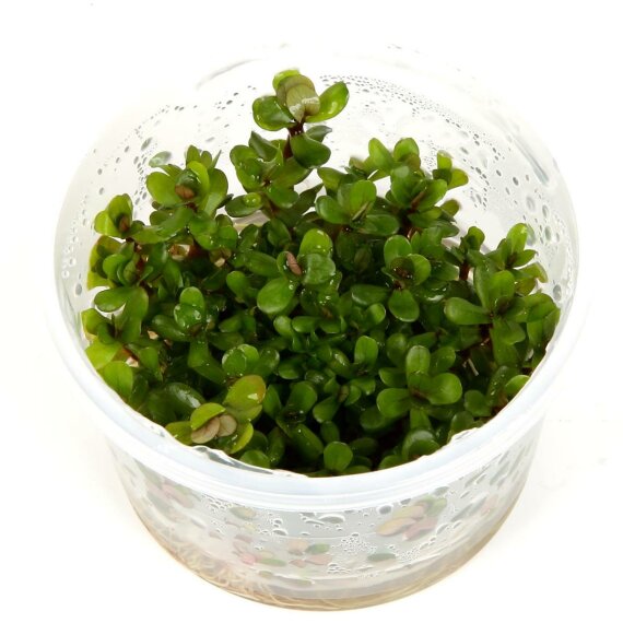 Rotala Bonsai - kleine kompakte Aquarienpflanze von Tropica