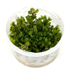 Rotala "Bonsai" - kleine kompakte Aquarienpflanze von Tropica