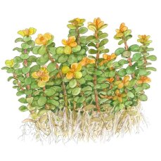 Rotala "Bonsai" - kleine kompakte Aquarienpflanze von Tropica