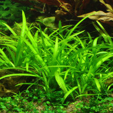 Sagittaria subulata - Flutendes Pfeilkraut von Tropica