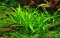Sagittaria subulata - Flutendes Pfeilkraut von Tropica