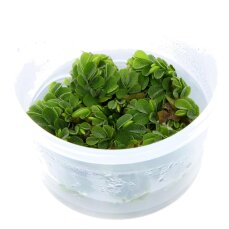 Salvinia auriculata - Kleinohriger Schwimmfarn Laborpflanze