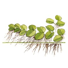 Salvinia auriculata - Kleinohriger Schwimmfarn Laborpflanze