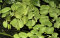 Salvinia auriculata - Kleinohriger Schwimmfarn Laborpflanze