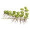 Salvinia auriculata - Kleinohriger Schwimmfarn Laborpflanze
