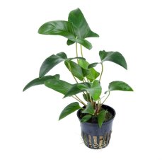 Anubias gracilis - Dreieckiges Speerblatt