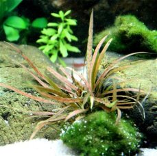 Cryptocoryne albida "Brown" - Weißlicher Wasserkelch