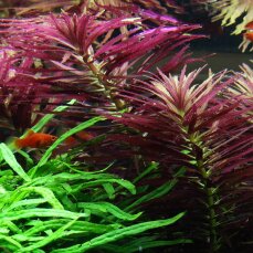 Limnophila hippuridoides - Tannenwedelähnlicher...