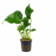 Anubias barteri var. barteri 101A Topf