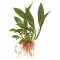 Anubias barteri var. angustifolia 101C Topf