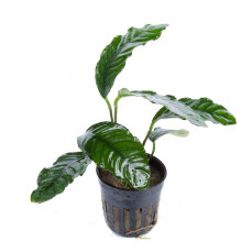 Anubias barteri var coffeifolia 101G Topf