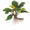 Anubias barteri coffeefolia 101G Topf