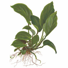 Anubias barteri var. caladiifolia Typ 1705 breitblättrige Anubiassorte