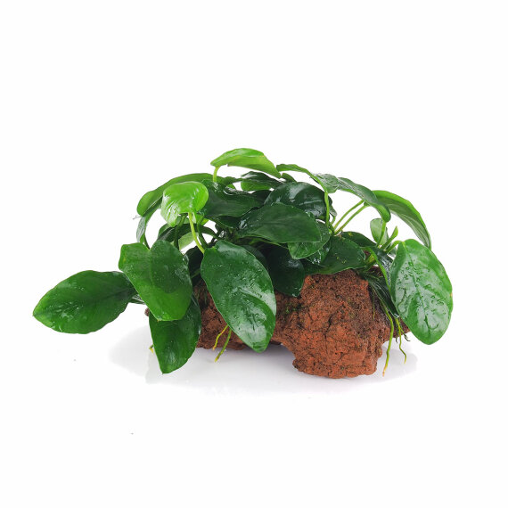 Anubias barteri var. nana auf Lavastein - small 101 YLS