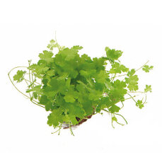 Kleeblatt - Hydrocotyle cf. tripartita getopft