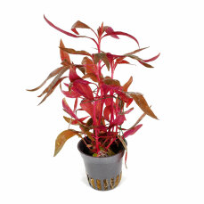 Rotes Papageienblatt Alternanthera reineckii ROT getopft