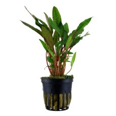 Cryptocoryne beckettii petchii 108A Topf