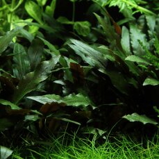 Cryptocoryne beckettii petchii 108A Topf