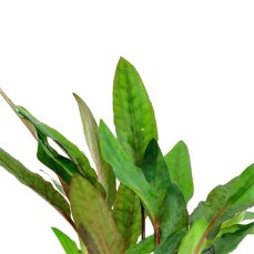 Cryptocoryne beckettii petchii 108A Topf