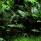 Cryptocoryne beckettii petchii 108A Topf