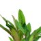 Cryptocoryne beckettii petchii 108A Topf