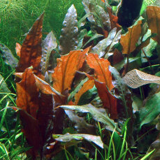 Cryptocoryne wendtii Mi Oya - Mi Oya-Wasserkelch InVitro