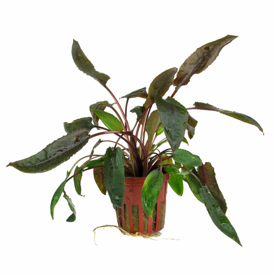 Cryptocoryne wendtii Tropica 109E Topf