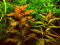 Amerikanisches Kammblatt - Proserpinaca palustris InVitro
