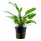 Cryptocoryne wendtii Green 109 Topf