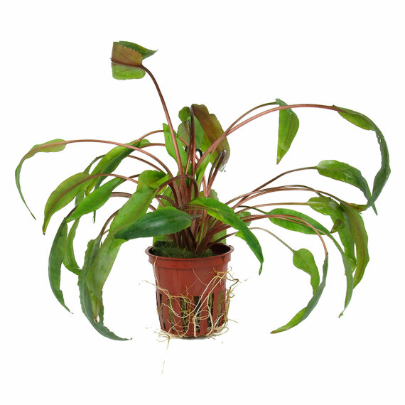 Cryptocoryne undulata broad leaves 110A Topf