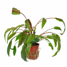 Cryptocoryne undulata broad leaves 110A Topf