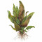 Cryptocoryne undulata broad leaves 110A Topf