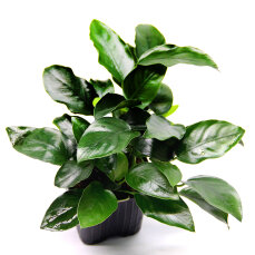 Zwergspeerblatt Anubias barteri var. nana Bigfoot   XL...