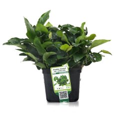 Zwergspeerblatt Anubias barteri var. nana Bigfoot   XL Pflanze