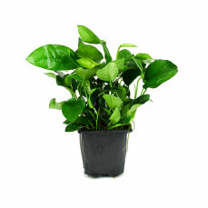 Zwergspeerblatt Anubias barteri var. nana Bigfoot   XL...