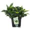 Zwergspeerblatt Anubias barteri var. nana Bigfoot   XL Pflanze