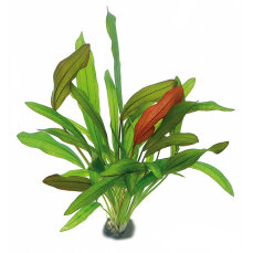 Echinodorus tricolor - Dreifarbige Pflanze
