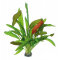 Echinodorus tricolor - Dreifarbige Pflanze
