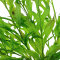 Bolbitis heudelotii 006 Topf
