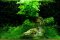 Mooswand mit hellgrünen Kontrasten Layout 74 von Tropica 100 Liter