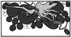 Pflanzenset für ein 60 cm Standardaquarium Layout 36 von Tropica