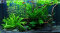 Pflanzenset für ein 60 cm Standardaquarium Layout 36 von Tropica