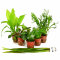 Pflanzenset für ein 54 Liter Einsteigeraquarium Layout 1 von Tropica