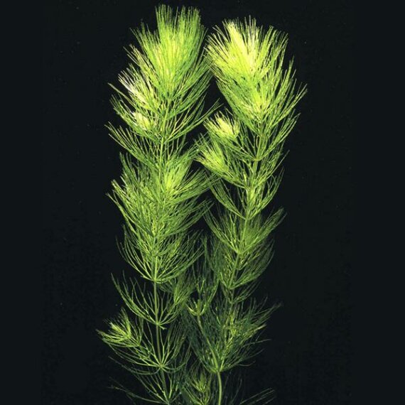 Hornkraut - Hornblatt - Ceratophyllum demersum im Bund