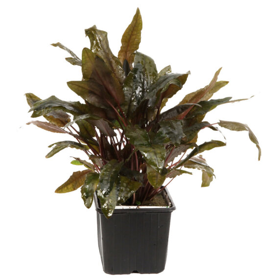 Cryptocoryne wendtii Tropica XL-Pflanze